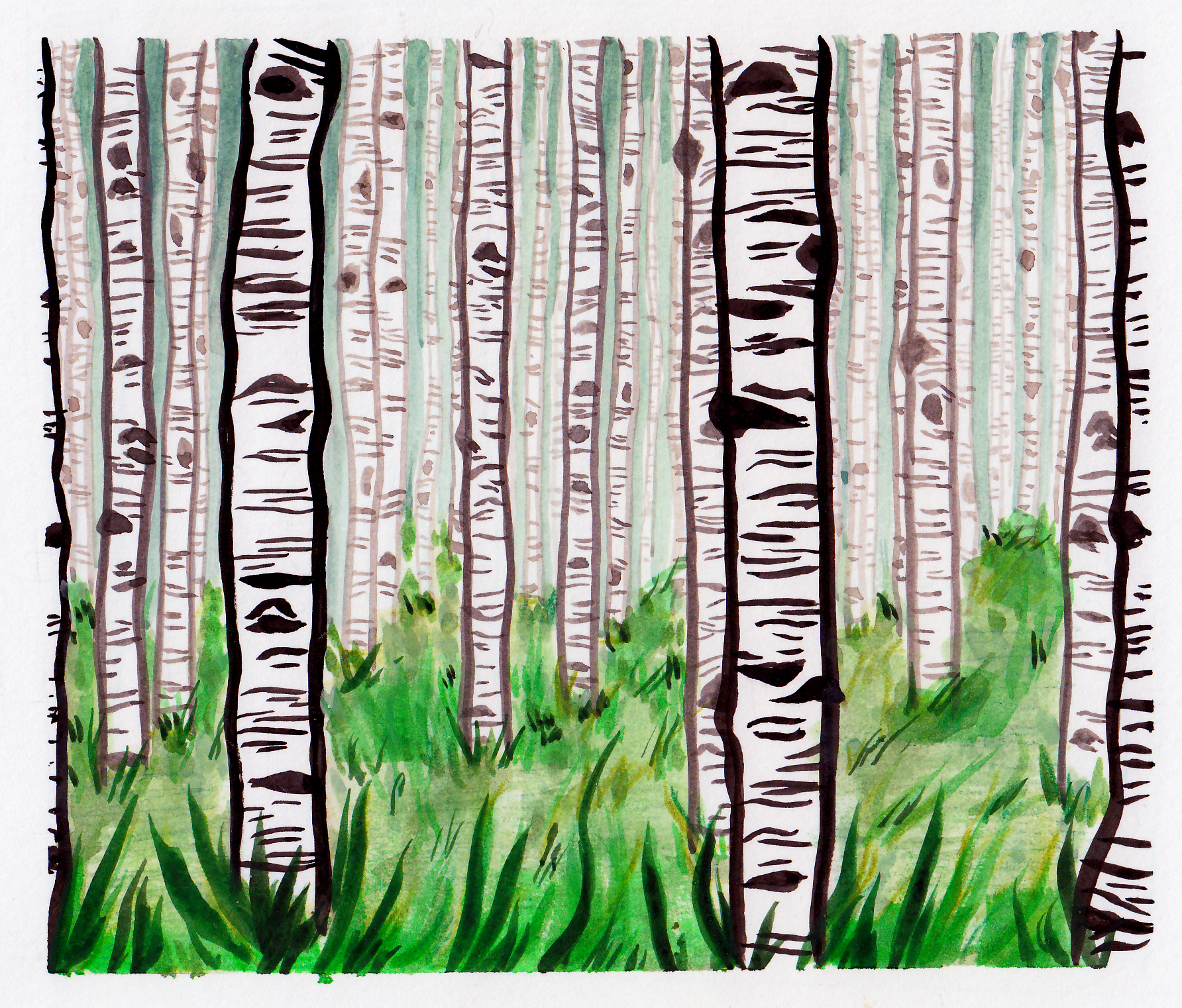 An illustration of birch trees.